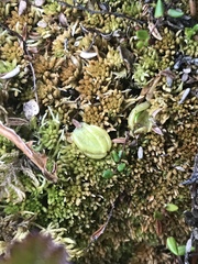 Pinguicula villosa