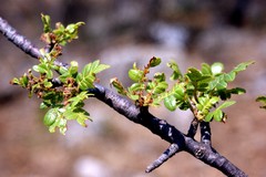 Bursera glabrifolia