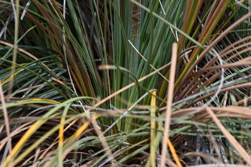 Image of Xanthorrhoea caespitosa by (c) jraus, some rights reserved (CC BY-SA)