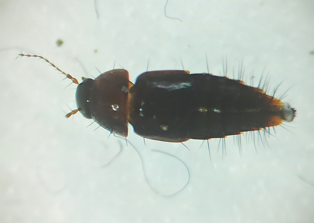 Habrocerus pisidicus
