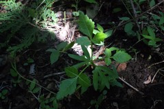 Bursera glabrifolia