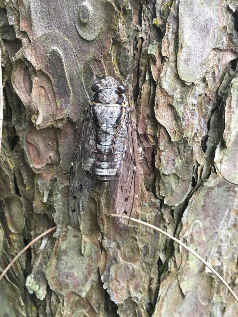 Purana gigas