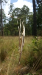 Andropogon gyrans