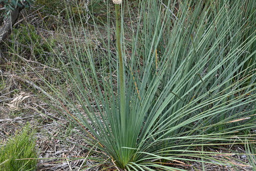 Image of Xanthorrhoea caespitosa by (c) jraus, some rights reserved (CC BY-SA)