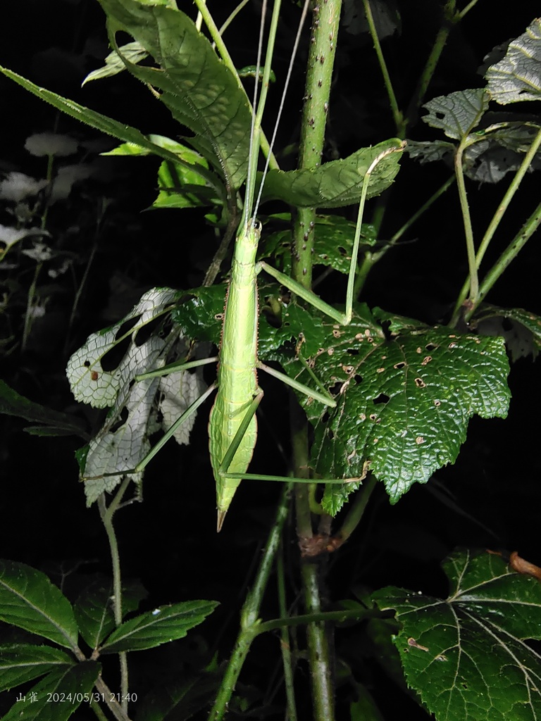 Paramenexenus congnatus
