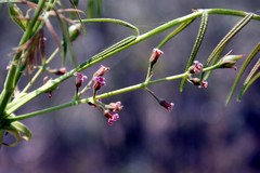 Bursera bicolor