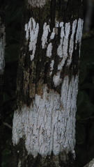 Schoepfia brasiliensis