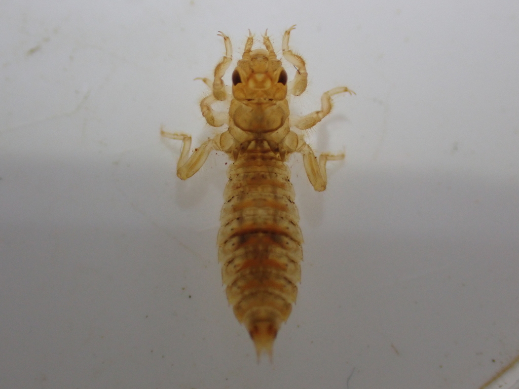 Paragomphus kiautai