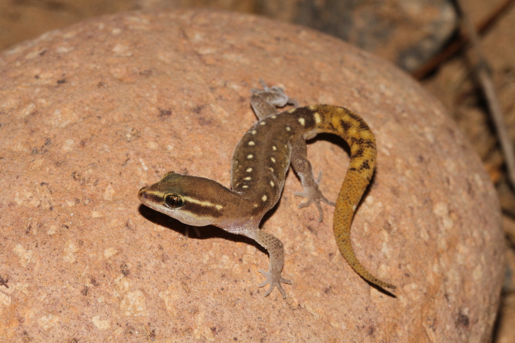 El Mouden Gecko