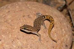 El Mouden Gecko photo 1
