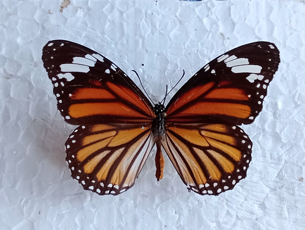 虎斑蝶（Danaus genutia）