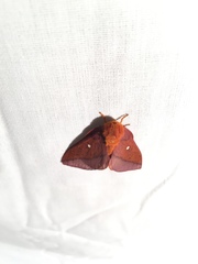 Anisota virginiensis