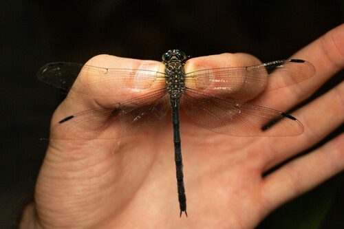 Zonophora wucherpfennigi