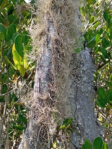 Southern Beach Lichen