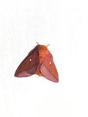 Anisota virginiensis