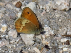 Coenonympha dorus