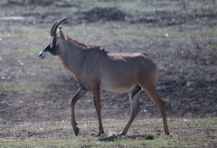 Hippotragus equinus equinus