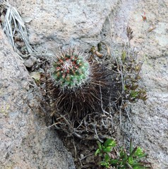 Coryphantha clavata stipitata