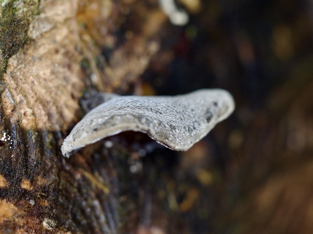 Auricularia polytricha · December 2024 · photo: © re_nebel (iNaturalist, cc-by)