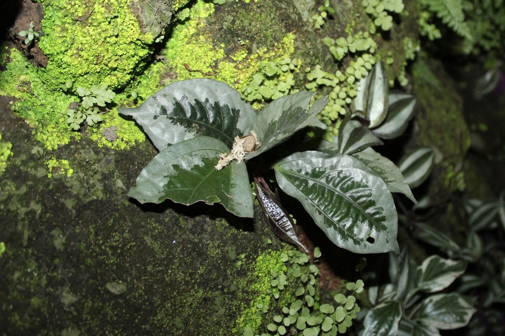 Elatostematoides