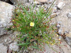 Crocanthemum patens