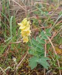 Astragalus umbellatus