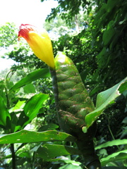 Costus pictus