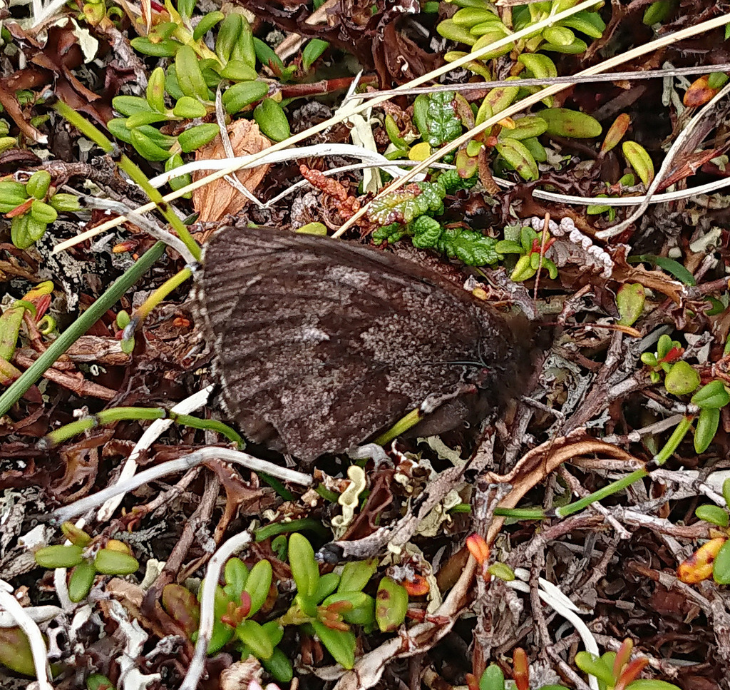 Arctic Ringlet