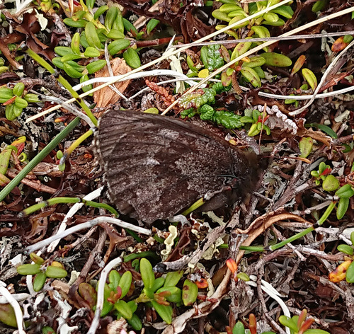 Arctic Ringlet