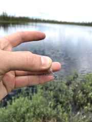 Coenagrion interrogatum