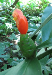 Costus pictus