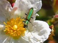Chrysanthia reitteri