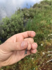 Coenagrion interrogatum