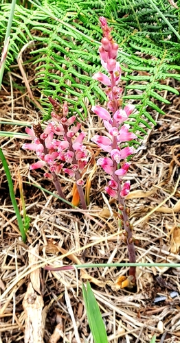 Image of Lachenalia rosea by no rights reserved