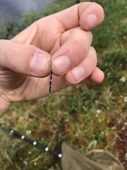 Coenagrion interrogatum