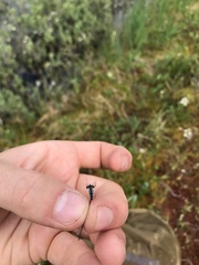 Coenagrion interrogatum