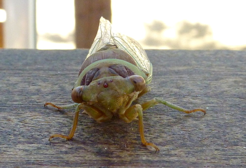 Citrus Cicada photo 2