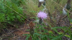 Cirsium repandum