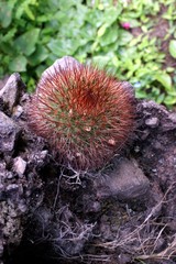 Mammillaria spinosissima tepoxtlana