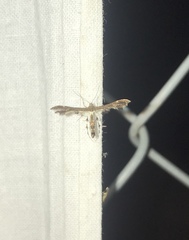 Geina tenuidactylus