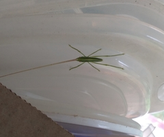 Pseudophyllanax imperialis