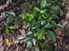 Bergera euchrestifolia, photograph Jacy Chen, CC BY, iNaturalist via GBIF