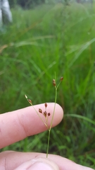 Rhynchospora rariflora