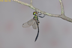 Somatochlora viridiaenea