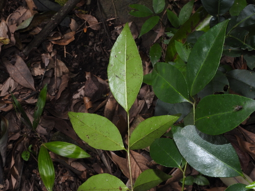 Bergera euchrestifolia, photograph 6