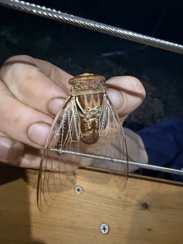 Northern Double Drummer