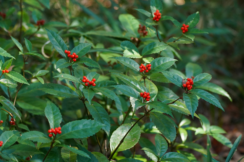 Image of Sarcandra glabra by (c) WATANABE Hitoshi 渡辺仁, some rights reserved (CC BY)