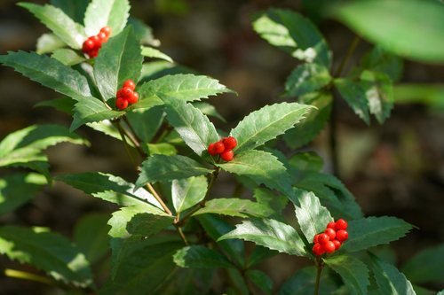 Image of Sarcandra glabra by (c) WATANABE Hitoshi 渡辺仁, some rights reserved (CC BY)