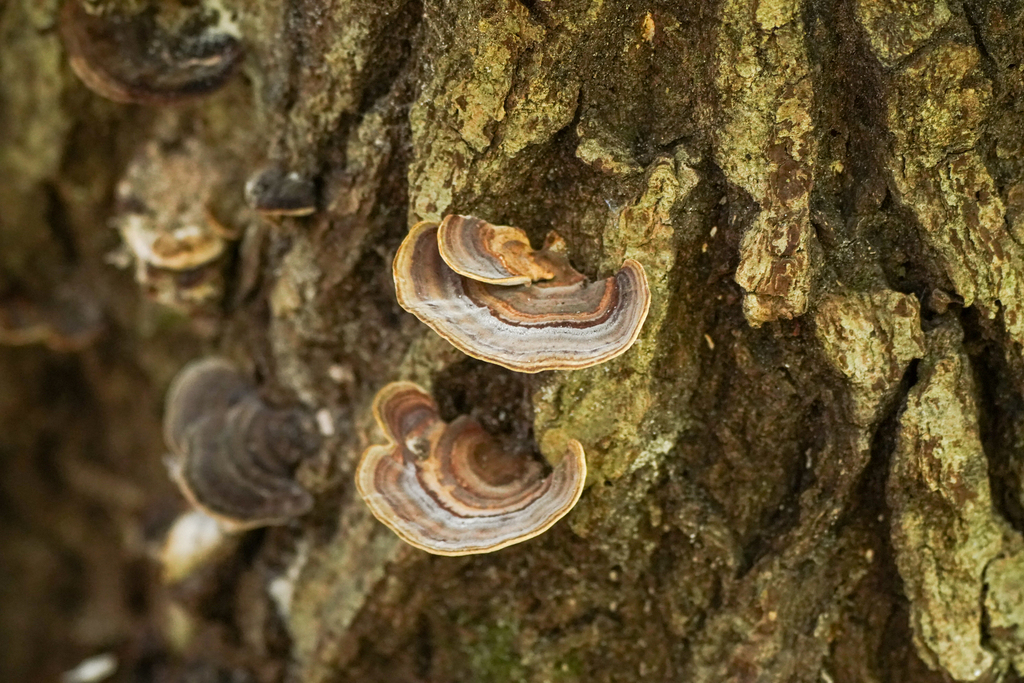 Microporus affinis · December 2024 · photo: © tbc_watanabe (iNaturalist, cc-by)