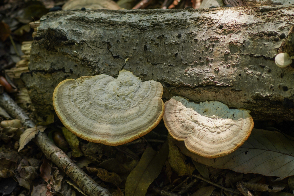 Trametes orientalis · December 2024 · photo: © tbc_watanabe (iNaturalist, cc-by)